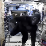 Astronaut Scott Kellys Gorilla Suit Space Escapade Scott Kelly’s ISS Gorilla Suit Prank