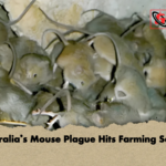 Australias Mouse Plague Hits Farming Sector Australia’s Mouse Plague Hits Farming Sector