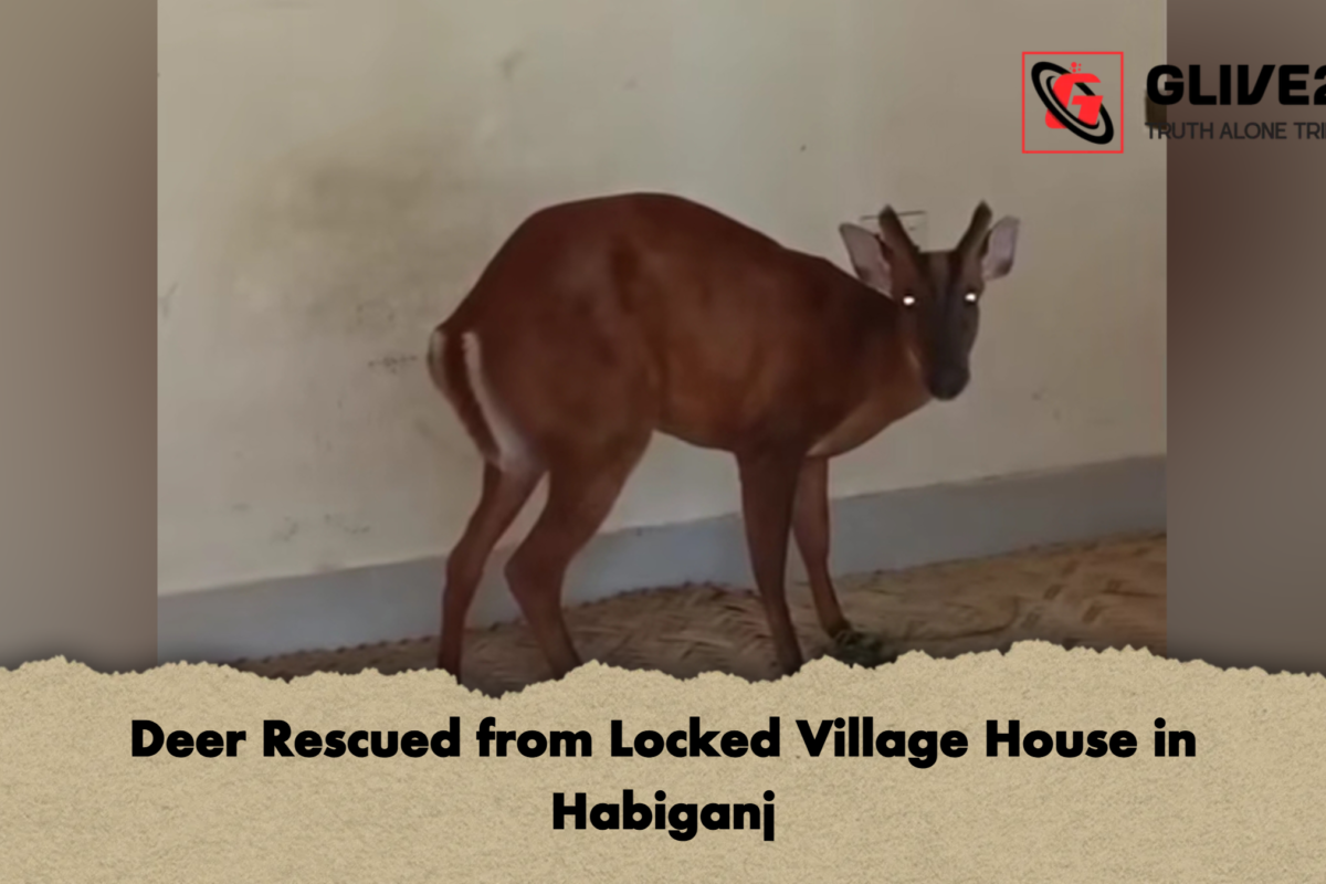 Deer Rescued from Locked Village House in Habiganj