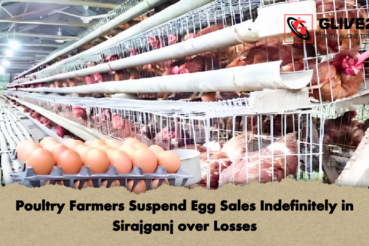 Poultry Farmers Suspend Egg Sales Indefinitely in Sirajganj over Losses