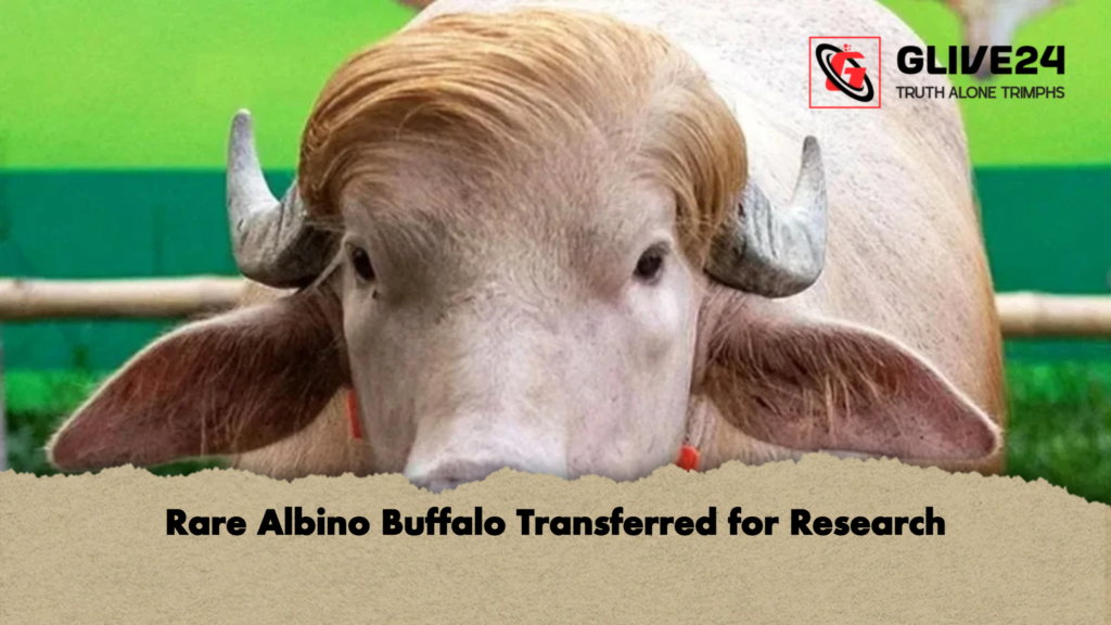Rare Albino Buffalo Transferred for Research Rare Albino Buffalo Transferred for Research