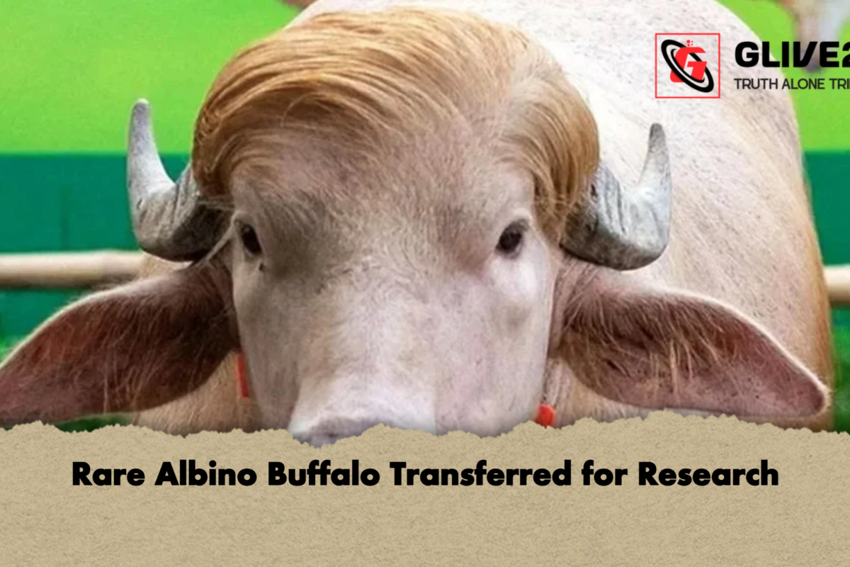 Rare Albino Buffalo Transferred for Research