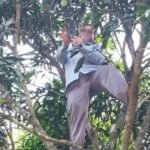 Teacher Ascends Tree for Online Attendance Signal Teacher Ascends Tree for Online Attendance Signal