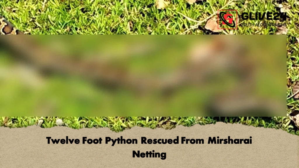 Twelve Foot Python Rescued From Mirsharai Netting 2 Twelve Foot Python Rescued From Mirsharai Netting
