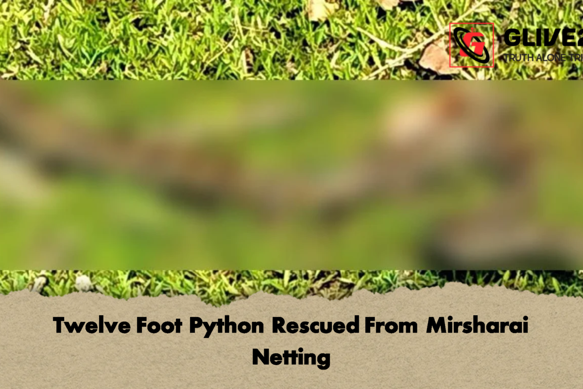 Twelve Foot Python Rescued From Mirsharai Netting