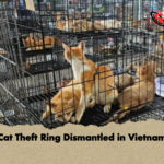 news thumbnail 1781675577376 Cat Theft Ring Dismantled in Vietnam