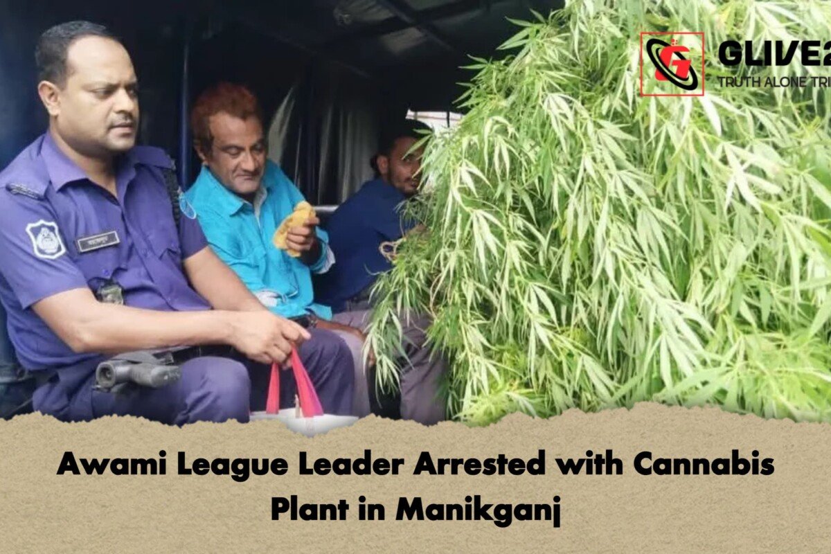Awami League Leader Arrested with Cannabis Plant in Manikganj