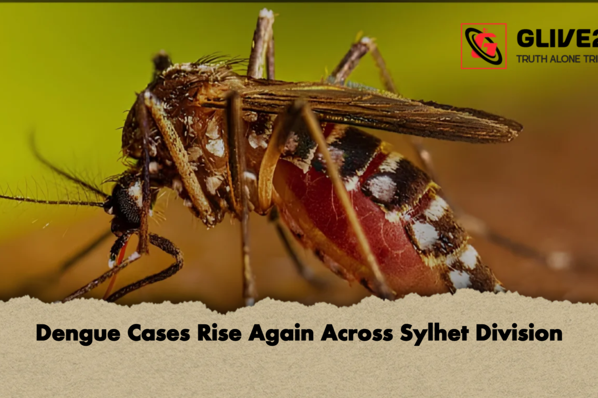 Dengue Cases Rise Again Across Sylhet Division