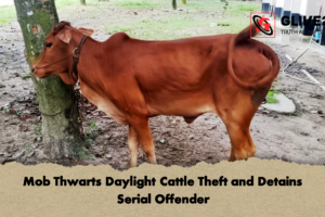 Mob Thwarts Daylight Cattle Theft and Detains Serial Offender