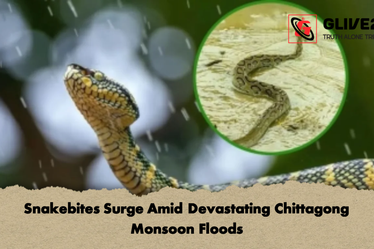 Snakebites Surge Amid Devastating Chittagong Monsoon Floods