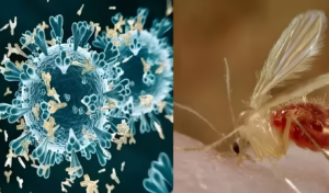 Chandipura Virus Outbreak Claims 22 Children In India Chandipura Virus Outbreak Claims 22 Children In India