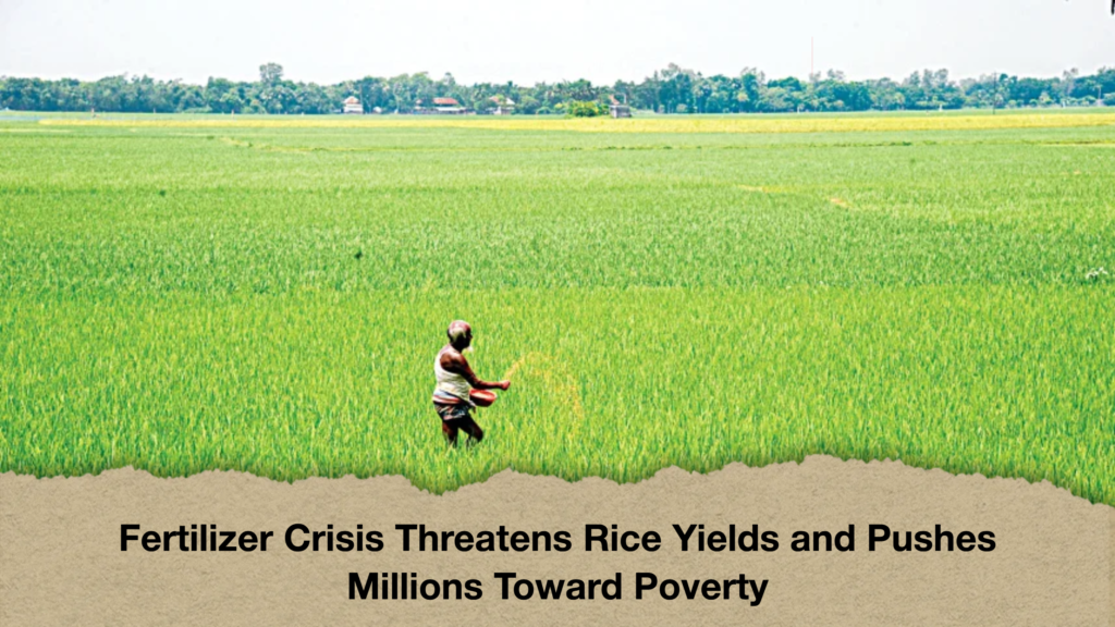 Fertilizer Crisis Threatens Rice Yields and Pushes Millions Toward Poverty Fertilizer Crisis Threatens Rice Yields and Pushes Millions Toward Poverty