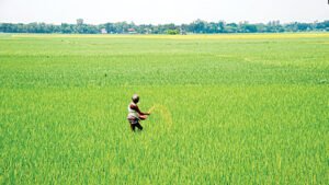 Fertilizer Crisis Threatens Rice Yields and Pushes Millions Toward Poverty Fertilizer Crisis Threatens Rice Yields and Pushes Millions Toward Poverty