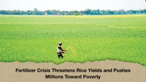 Fertilizer Crisis Threatens Rice Yields and Pushes Millions Toward Poverty Fertilizer Crisis Threatens Rice Yields and Pushes Millions Toward Poverty