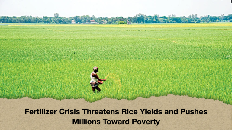 Fertilizer Crisis Threatens Rice Yields and Pushes Millions Toward Poverty Fertilizer Crisis Threatens Rice Yields and Pushes Millions Toward Poverty