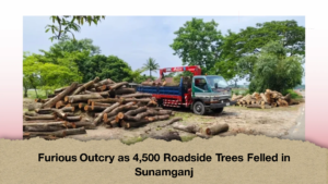 Furious Outcry as 4,500 Roadside Trees Felled in Sunamganj (2)