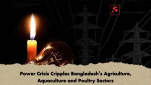 Power Crisis Cripples Bangladesh’s Agriculture, Aquaculture and Poultry Sectors