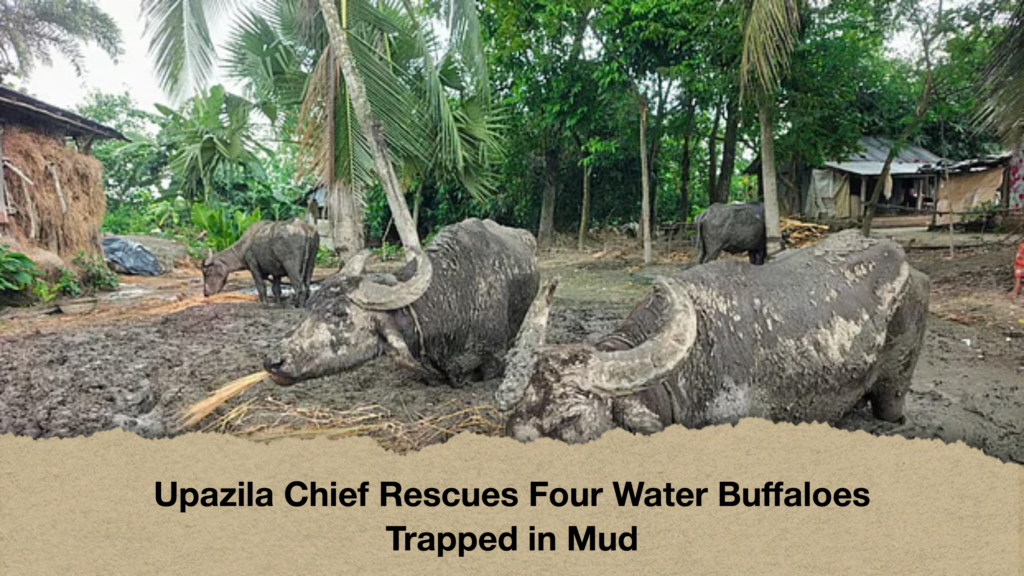 Upazila Chief Rescues Four Water Buffaloes Trapped in Mud 2 Upazila Chief Rescues Four Water Buffaloes Trapped in Mud Upazila Chief Rescues Four Water Buffaloes Trapped in Mud