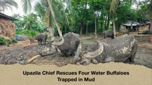 Upazila Chief Rescues Four Water Buffaloes Trapped in Mud Upazila Chief Rescues Four Water Buffaloes Trapped in Mud