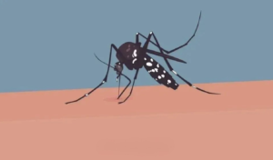 Dengue Death Toll Rises to 13 in Mymensingh
