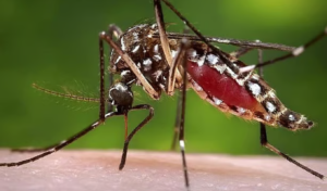 Dengue Deaths Hit 104 in September, Surpassing Eight-Month Total