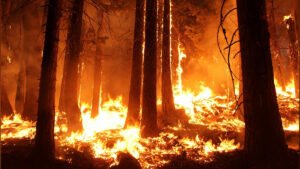 Eleven Killed, Including Six Children, in Papua Fire