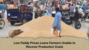 Low Paddy Prices Leave Farmers Unable to Recover Production Costs