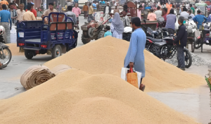 Low Paddy Prices Leave Farmers Unable to Recover Production Costs
