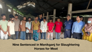 Nine Sentenced in Manikganj for Slaughtering Horses for Meat