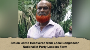 Stolen Cattle Recovered from Local Bangladesh Nationalist Party Leaders Farm