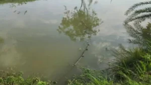 Tragedy in Comilla as Toddler Twin Sisters Drown Tragedy in Comilla as Toddler Twin Sisters Drown