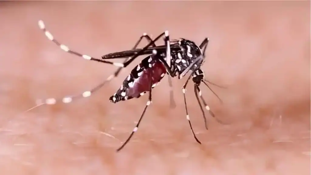 Bangladesh Dengue Crisis Deepens as Daily Fatality Toll Reaches Nine