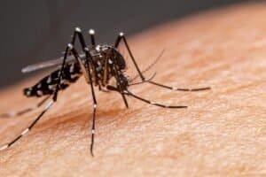 Five Dead as Bangladesh Dengue Outbreak Intensifies Nationwide