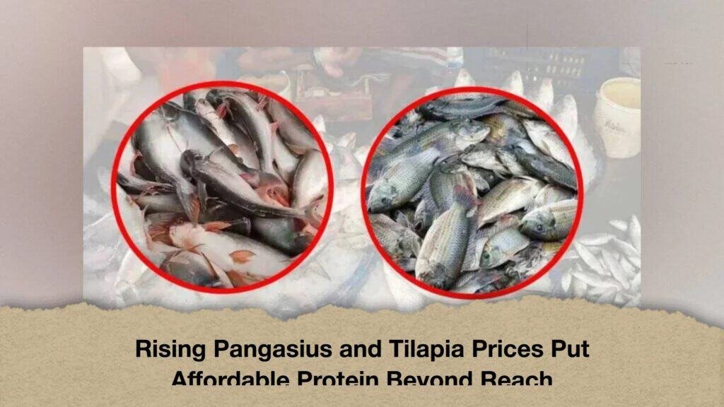 Rising Pangasius and Tilapia Prices Put Affordable Protein Beyond Reach