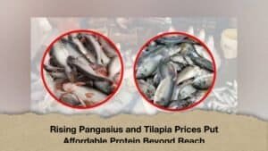 Rising Pangasius and Tilapia Prices Put Affordable Protein Beyond Reach