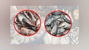 Rising Pangasius and Tilapia Prices Put Affordable Protein Beyond Reach