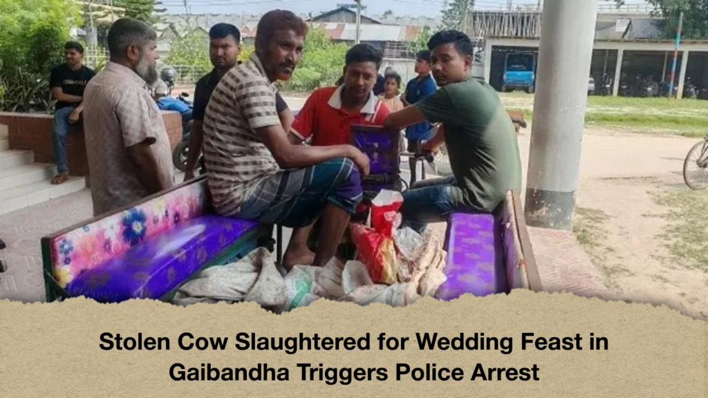 Stolen Cow Slaughtered for Wedding Feast in Gaibandha Triggers Police Arrest