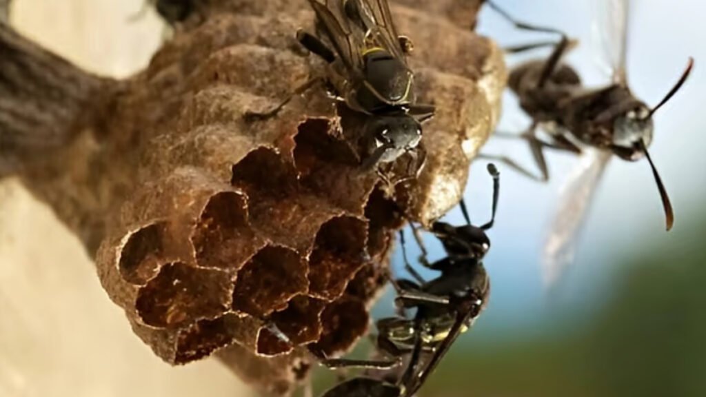 Two Children Die After Hornet Attack in Pabna