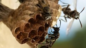 Two Children Die After Hornet Attack in Pabna